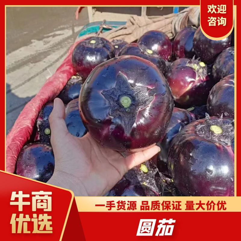 【推荐】河北邯郸圆茄茄子大量有货品质好价格优