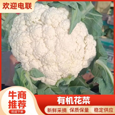 【推荐】河北邯郸有机花菜菜花松花菜品质好需要电联