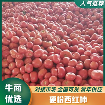 【推荐】河北邯郸西红柿硬粉西红柿品质好欢迎电联
