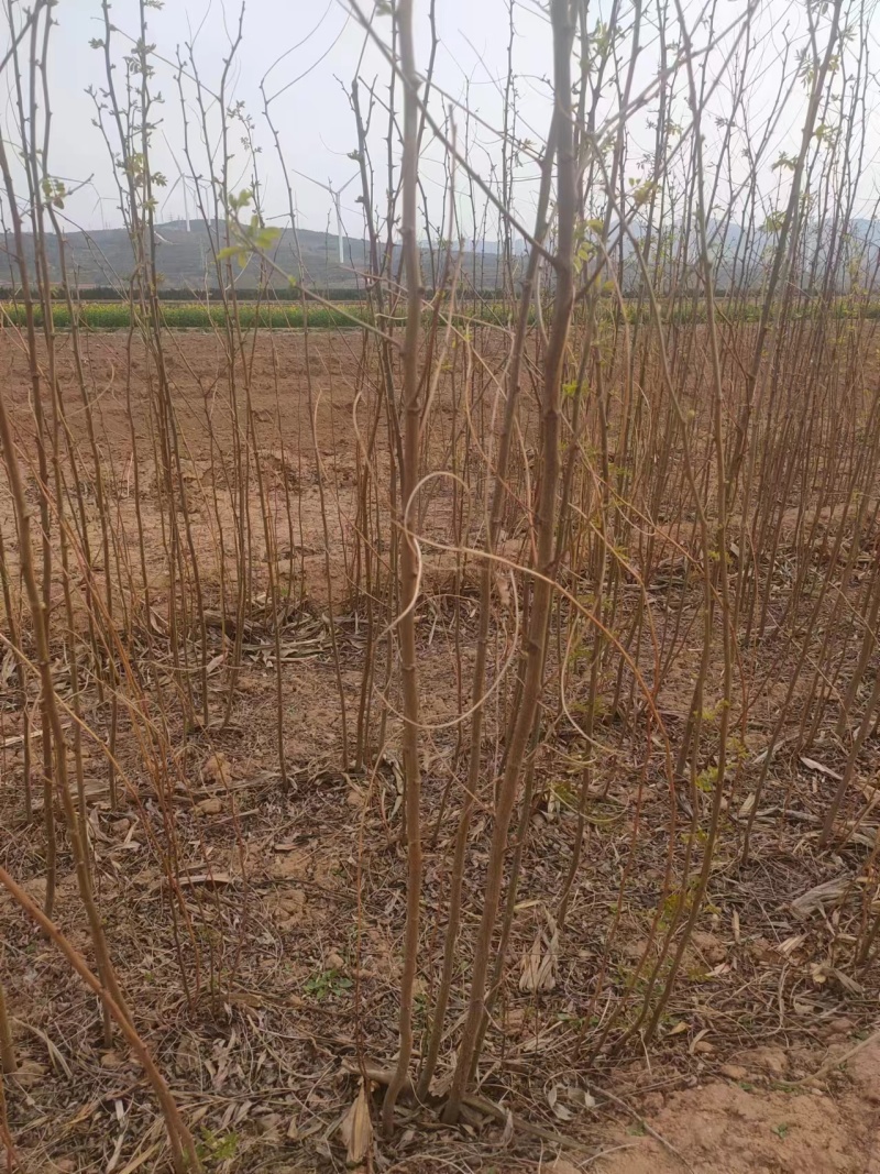 刺槐苗基地优选苗木土球发货成活率高欢迎联系