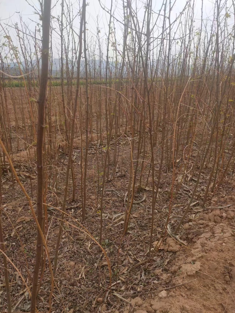 刺槐苗基地优选苗木土球发货成活率高欢迎联系