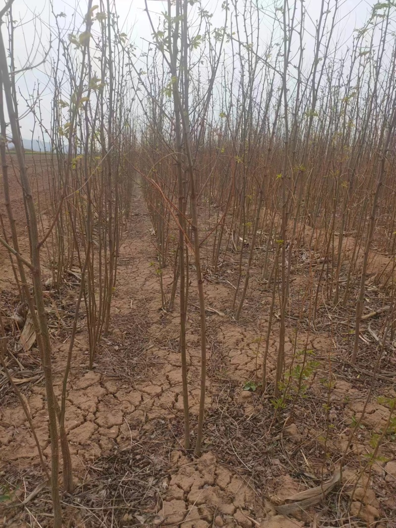 刺槐苗基地优选苗木土球发货成活率高欢迎联系