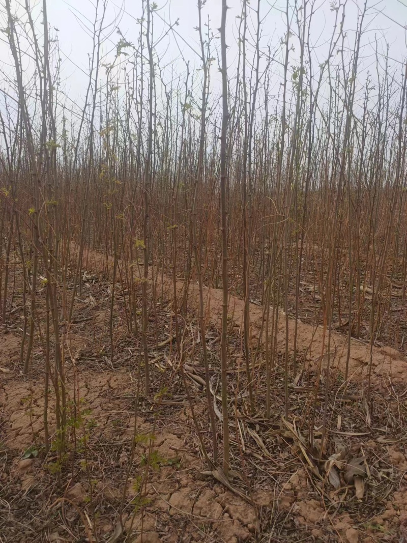 刺槐苗基地优选苗木土球发货成活率高欢迎联系