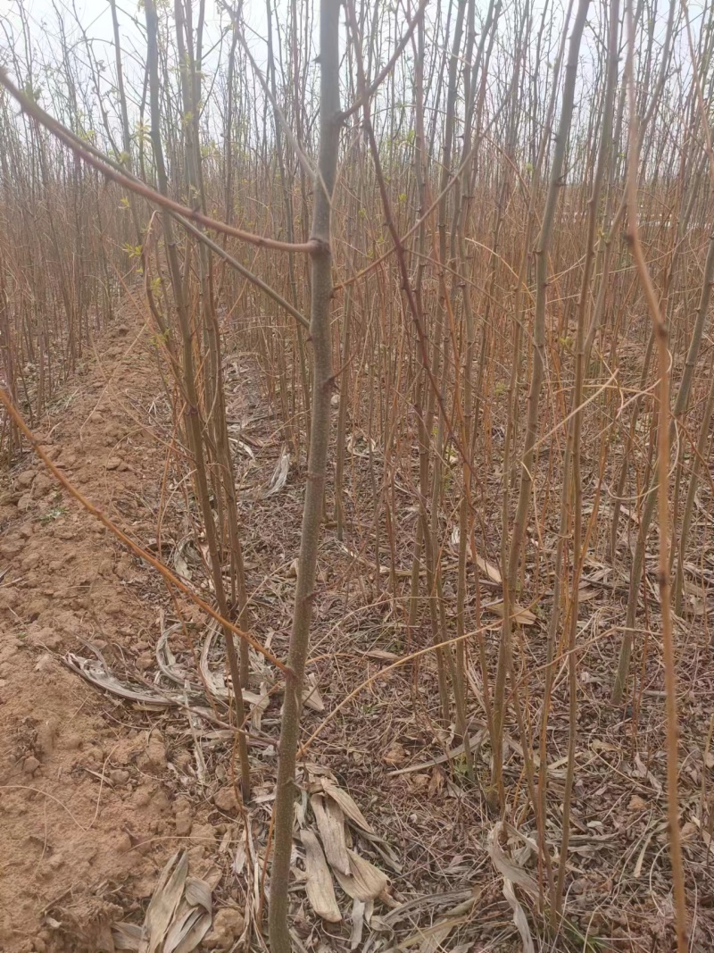 刺槐苗基地优选苗木土球发货成活率高欢迎联系