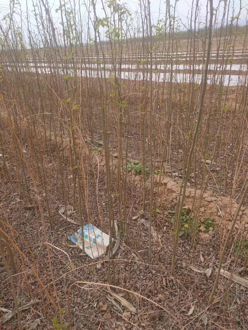 刺槐苗基地优选苗木土球发货成活率高欢迎联系