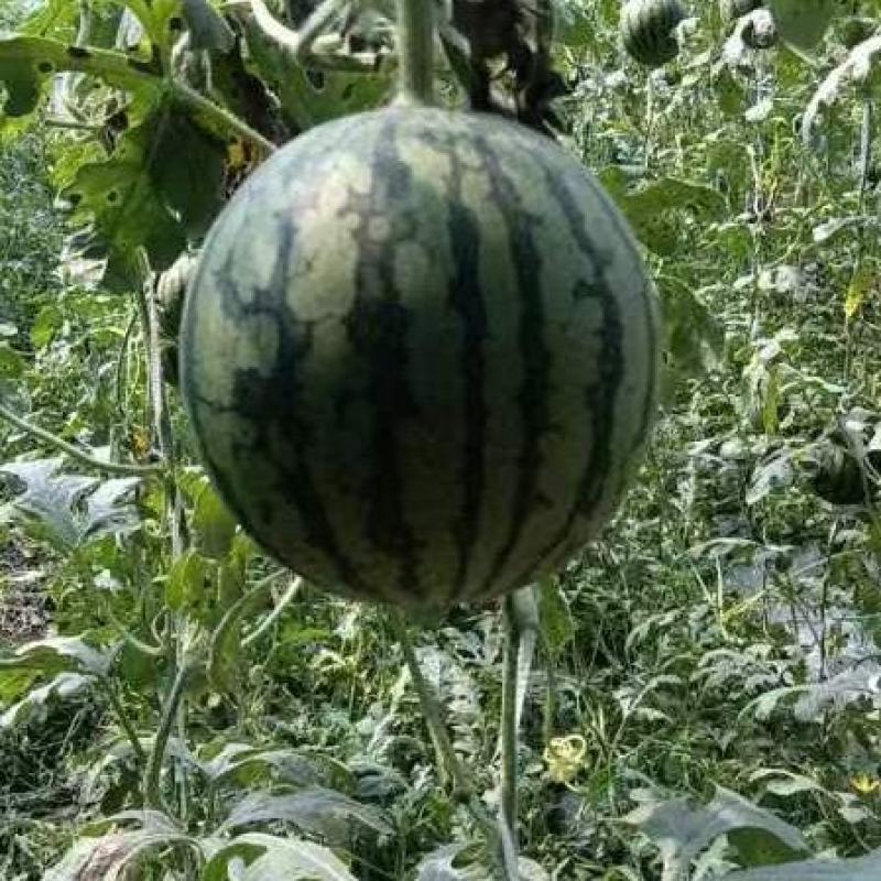 小糖丸吊瓜