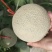 沙田一号大量现货