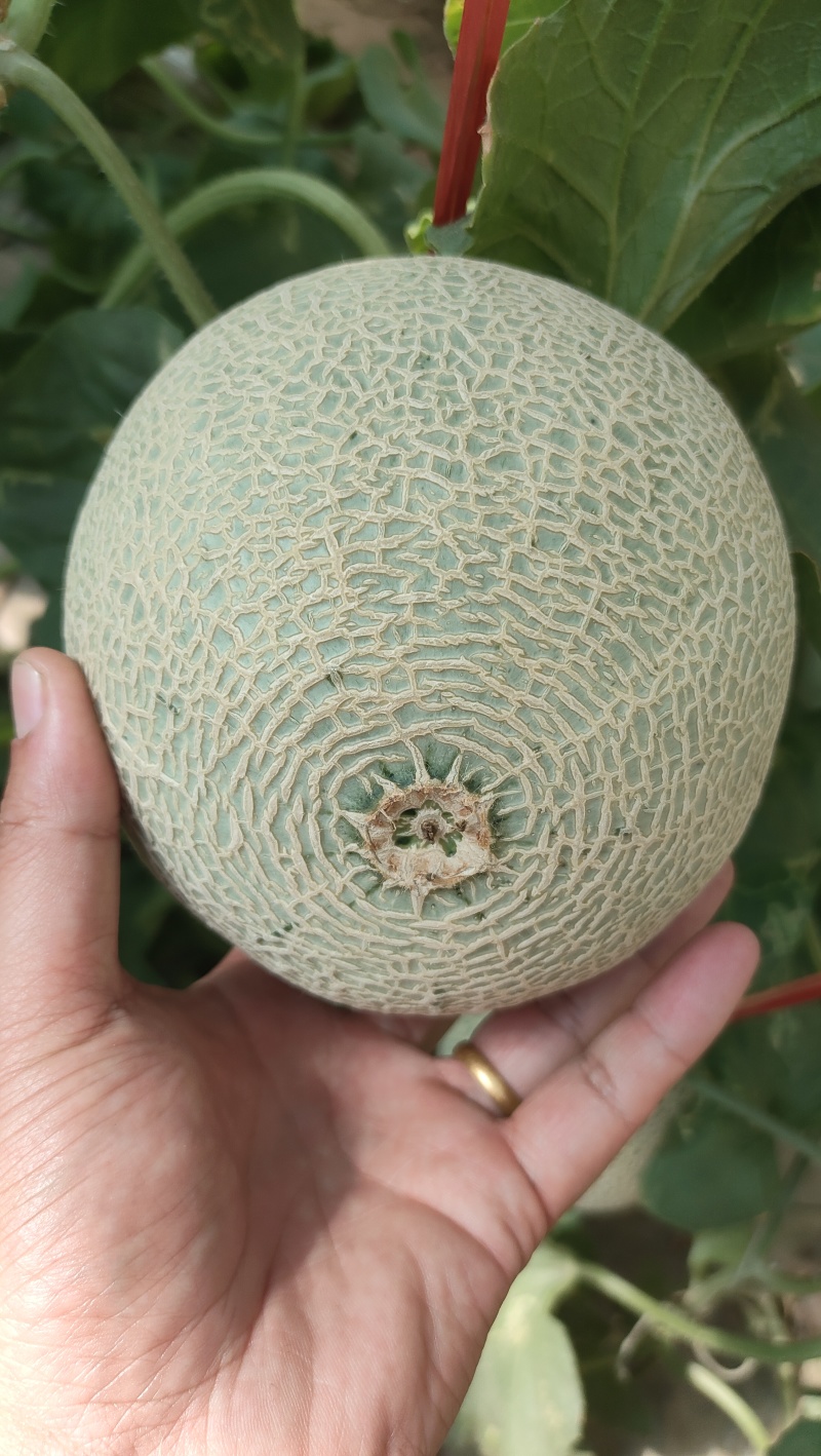 沙田一号大量现货