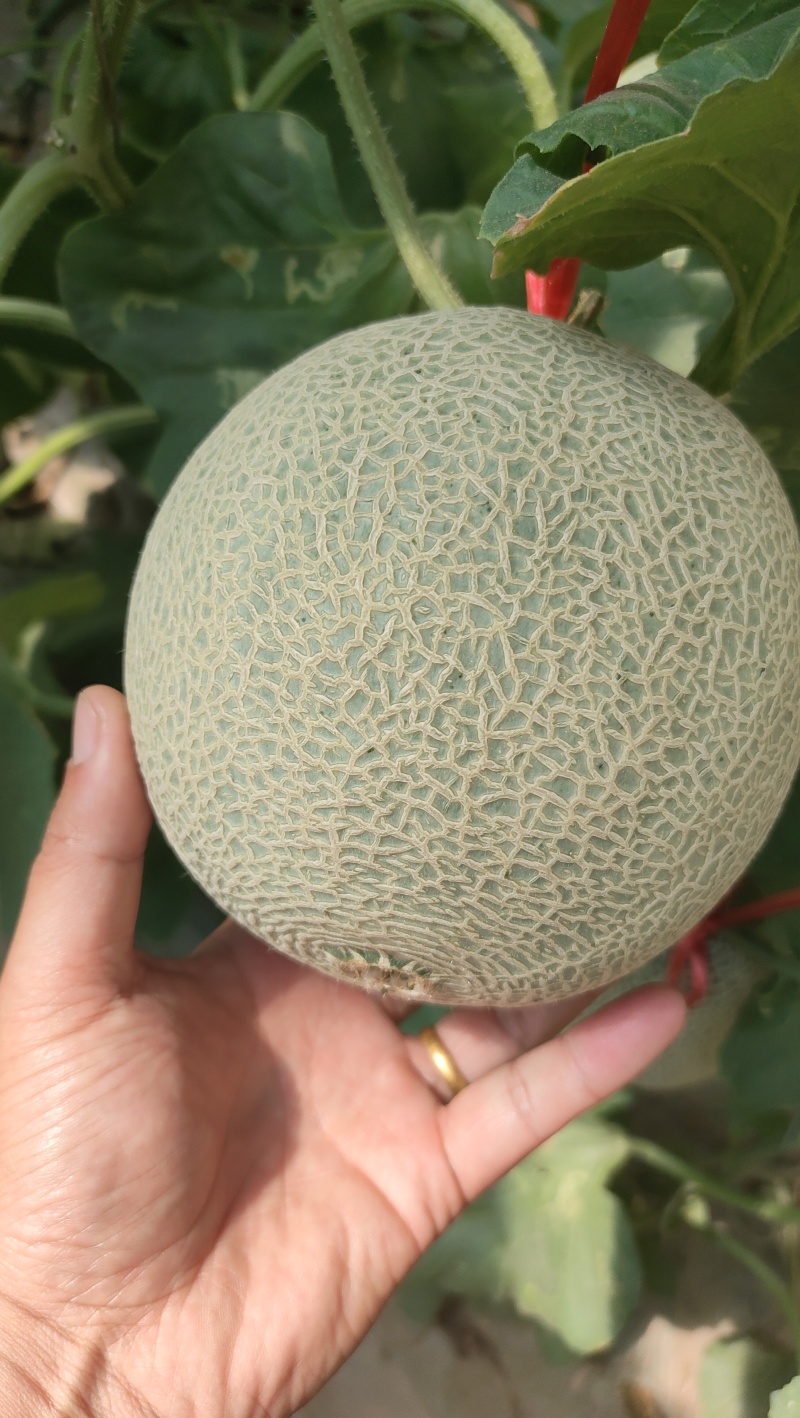 沙田一号大量现货