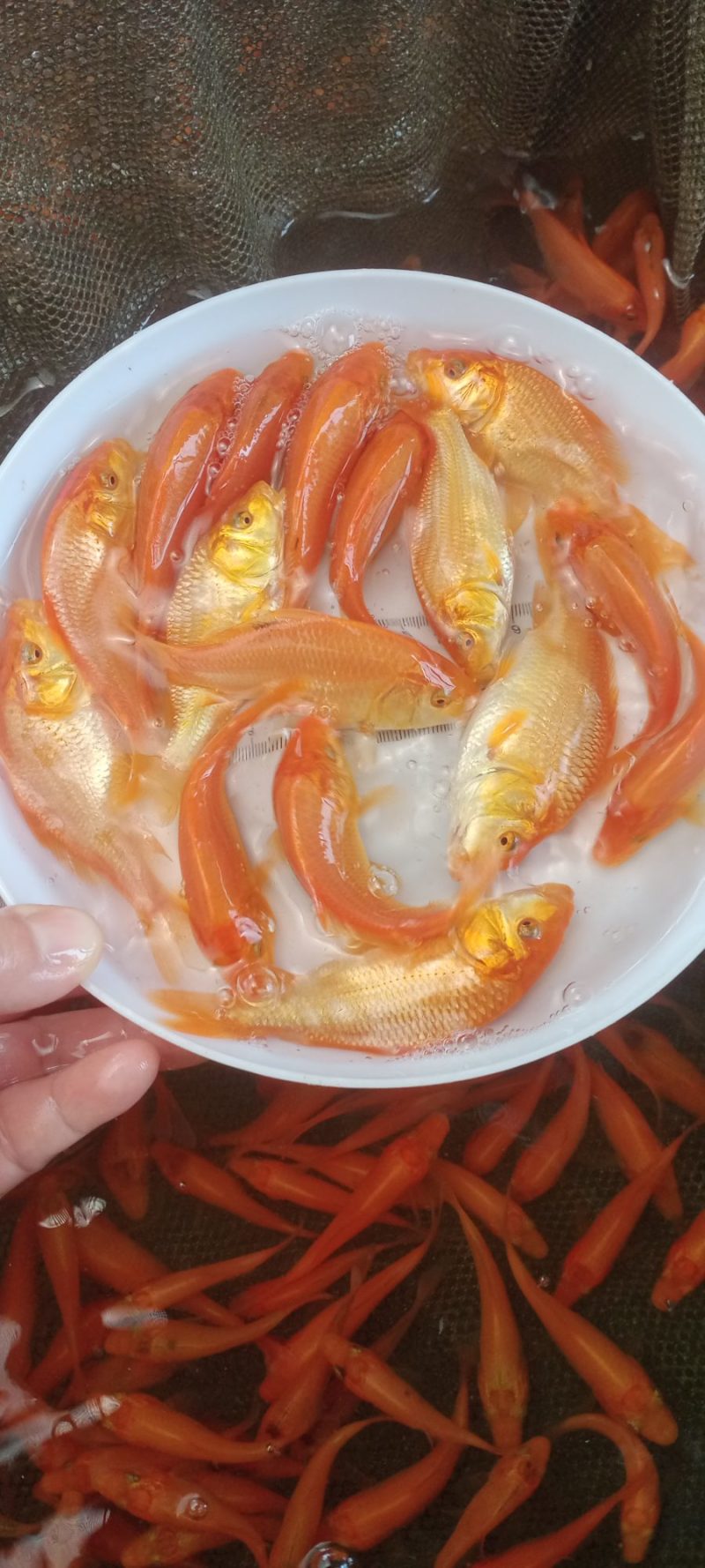 【观赏鱼】鲤鱼苗红鲤鱼苗金丝红鲤鱼颜色鲜艳放生鱼苗