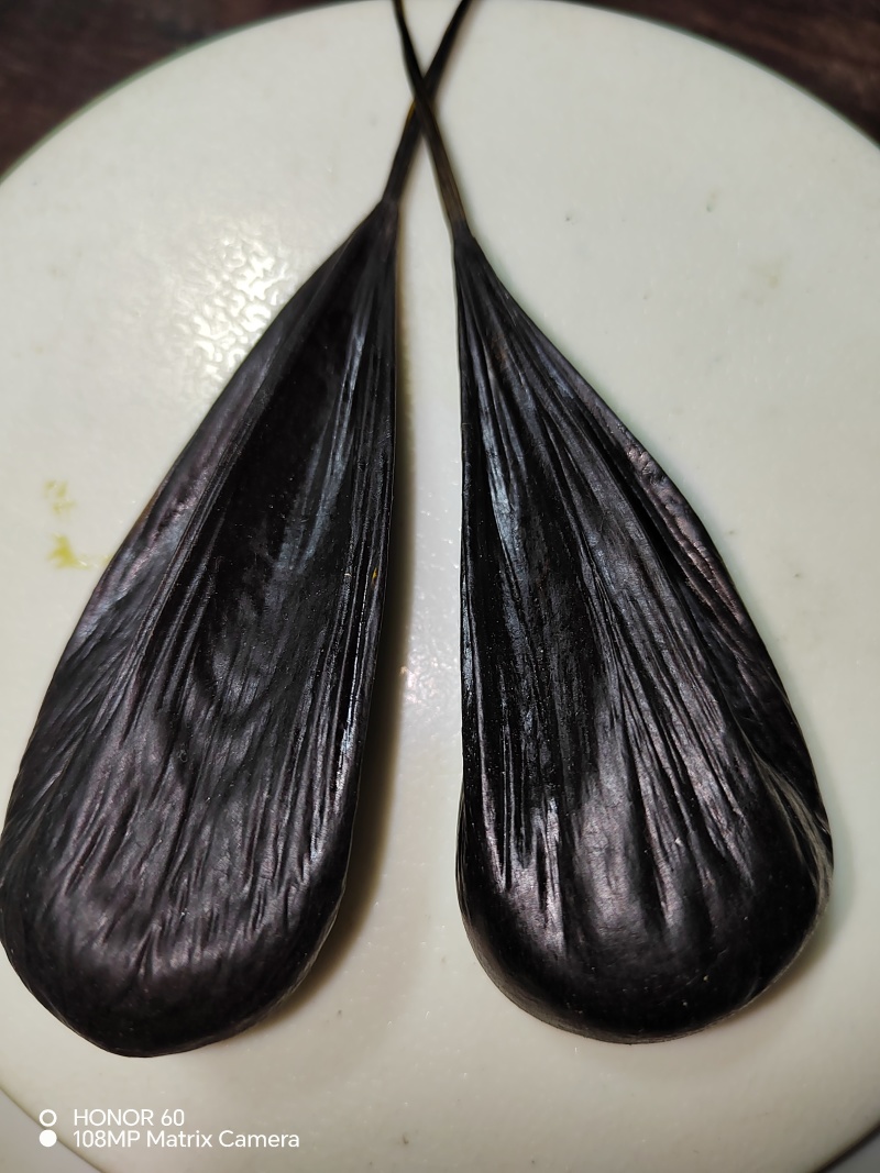进口蛇胆，印尼大蛇胆，蟒蛇胆
