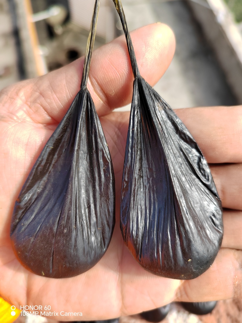 进口蛇胆，印尼大蛇胆，蟒蛇胆
