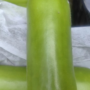 蒲瓜