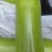 蒲瓜