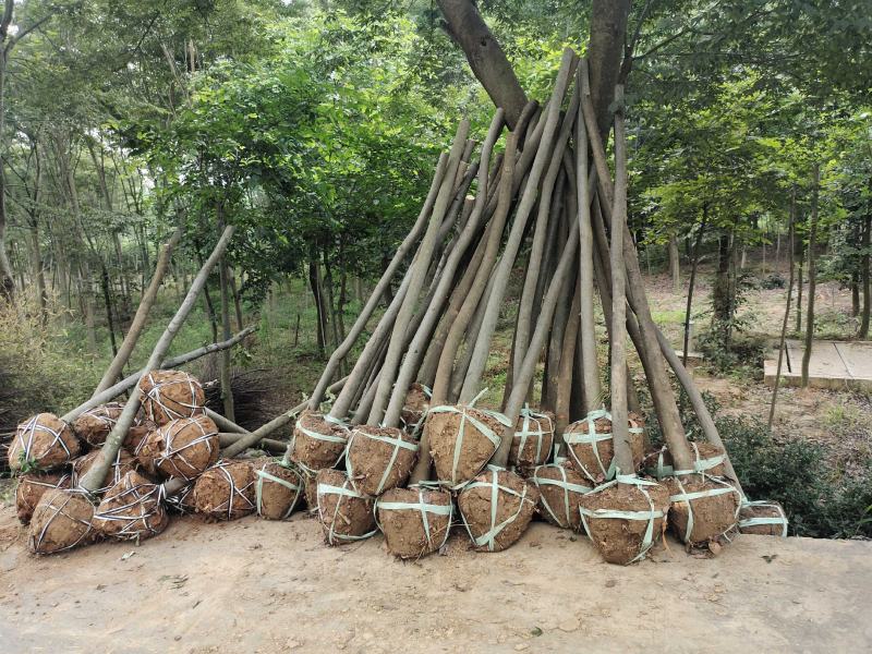 榉树红榉树造林占地工程苗木榉树小苗榉树大树