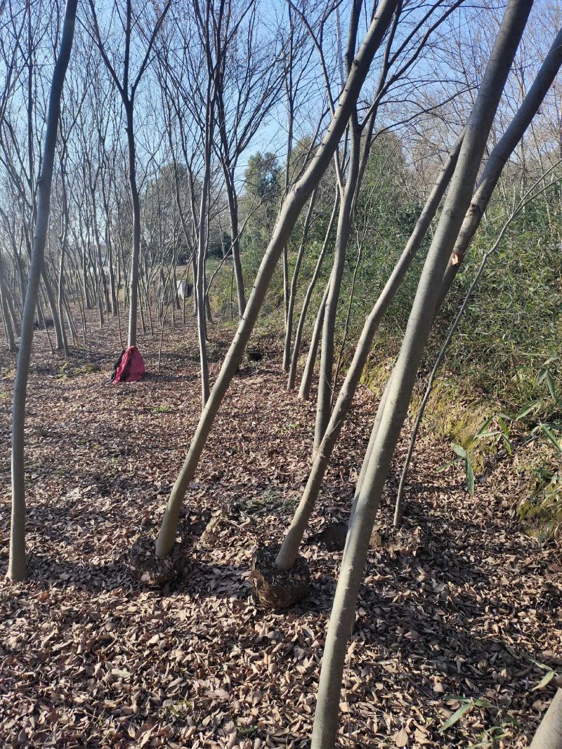 榉树红榉树造林占地工程苗木榉树小苗榉树大树