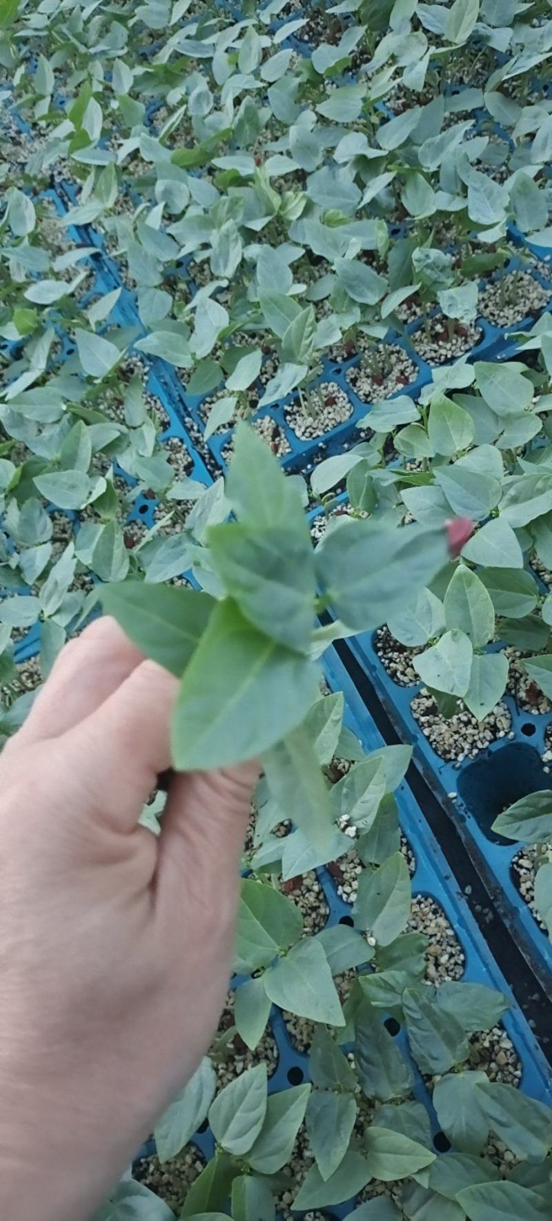 豆角苗
