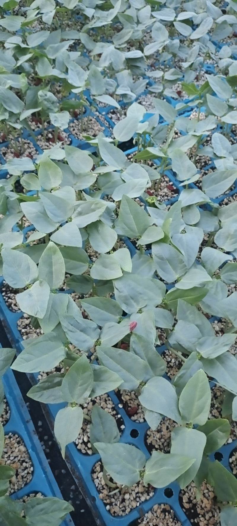 豆角苗