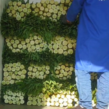 【精品】河南莴笋精品三青皮莴笋产地直发可承接电商