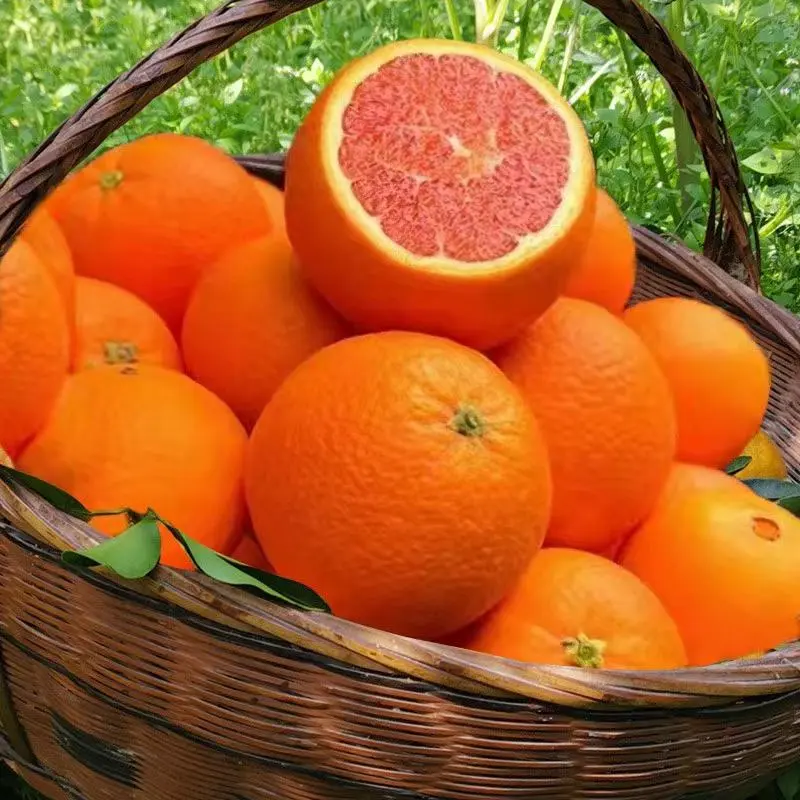 湖北中华血橙红橙子汁水多品质严控供应全国各类档口商超社团