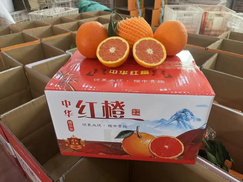 湖北中华血橙红橙子汁水多品质严控供应全国各类档口商超社团