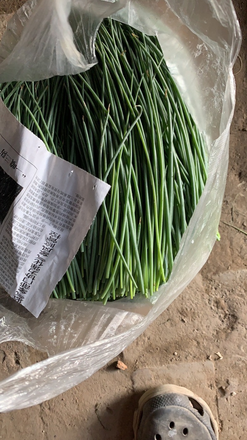 顺丰民勤新鲜沙葱现剪鲜发坏单包赔野葱野菜凉拌火锅菜胡葱