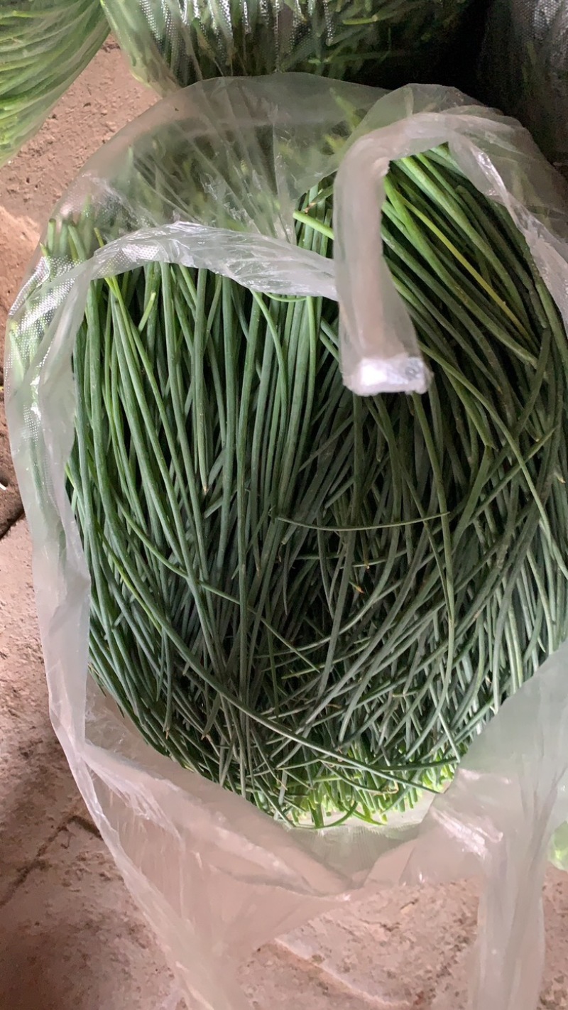 顺丰民勤新鲜沙葱现剪鲜发坏单包赔野葱野菜凉拌火锅菜胡葱