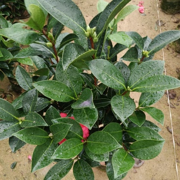 20杯四季茶花七心供货中，基地直发