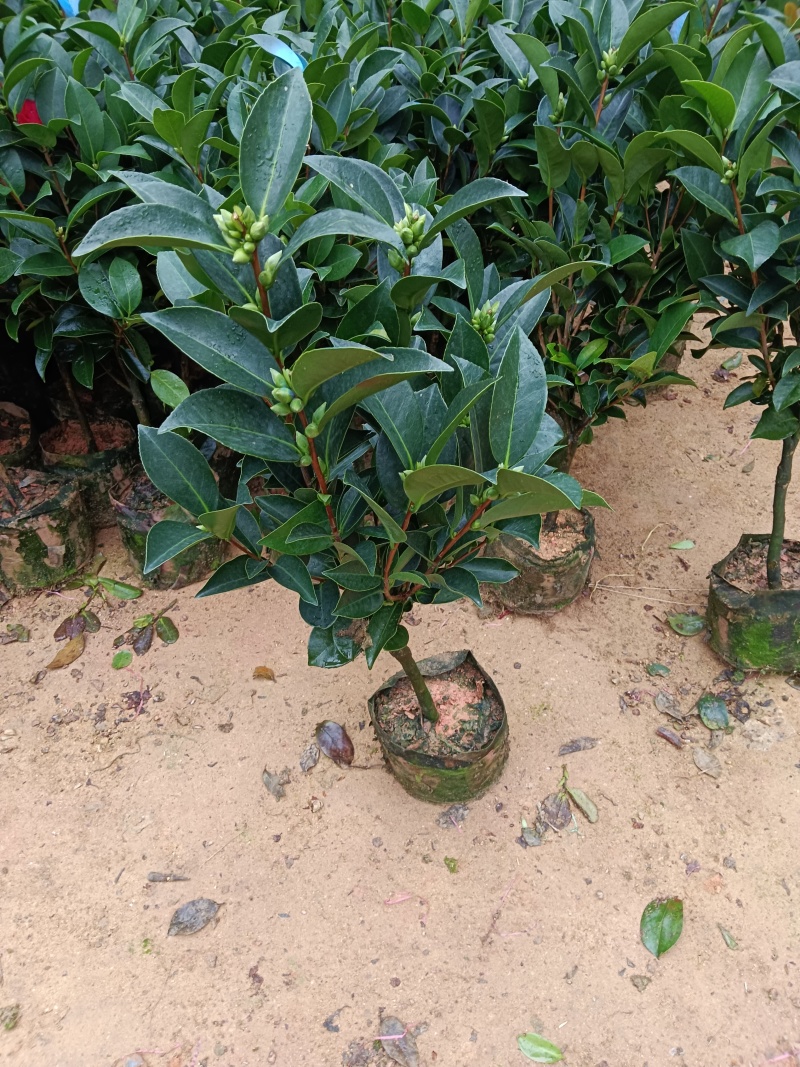 20杯四季茶花七心供货中，基地直发