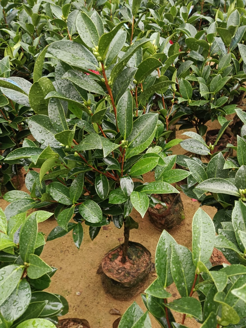 20杯四季茶花七心供货中，基地直发
