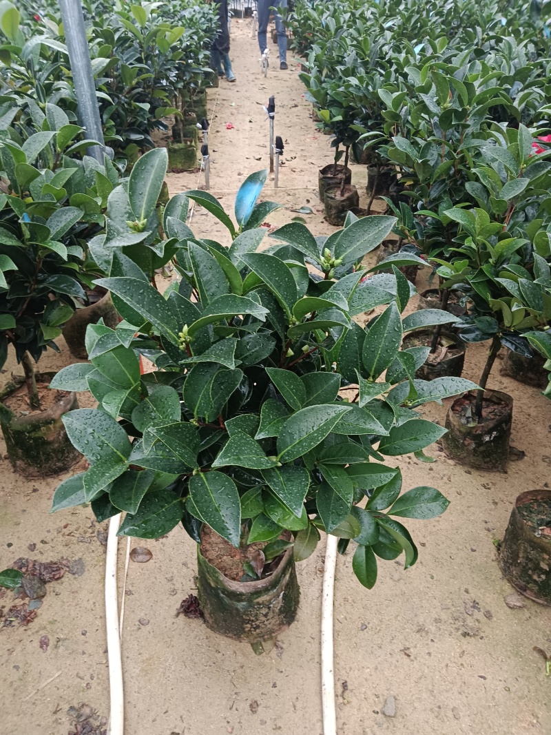 20杯四季茶花七心供货中，基地直发