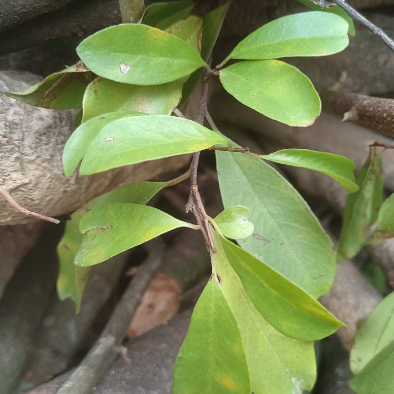 小花酸藤子又名：当归藤、虎尾草、筛萁蔃