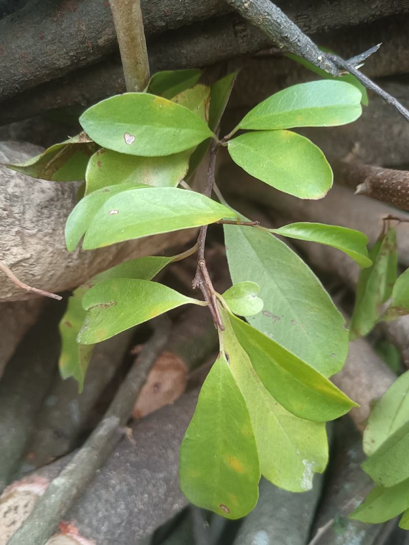 小花酸藤子又名：当归藤、虎尾草、筛萁蔃