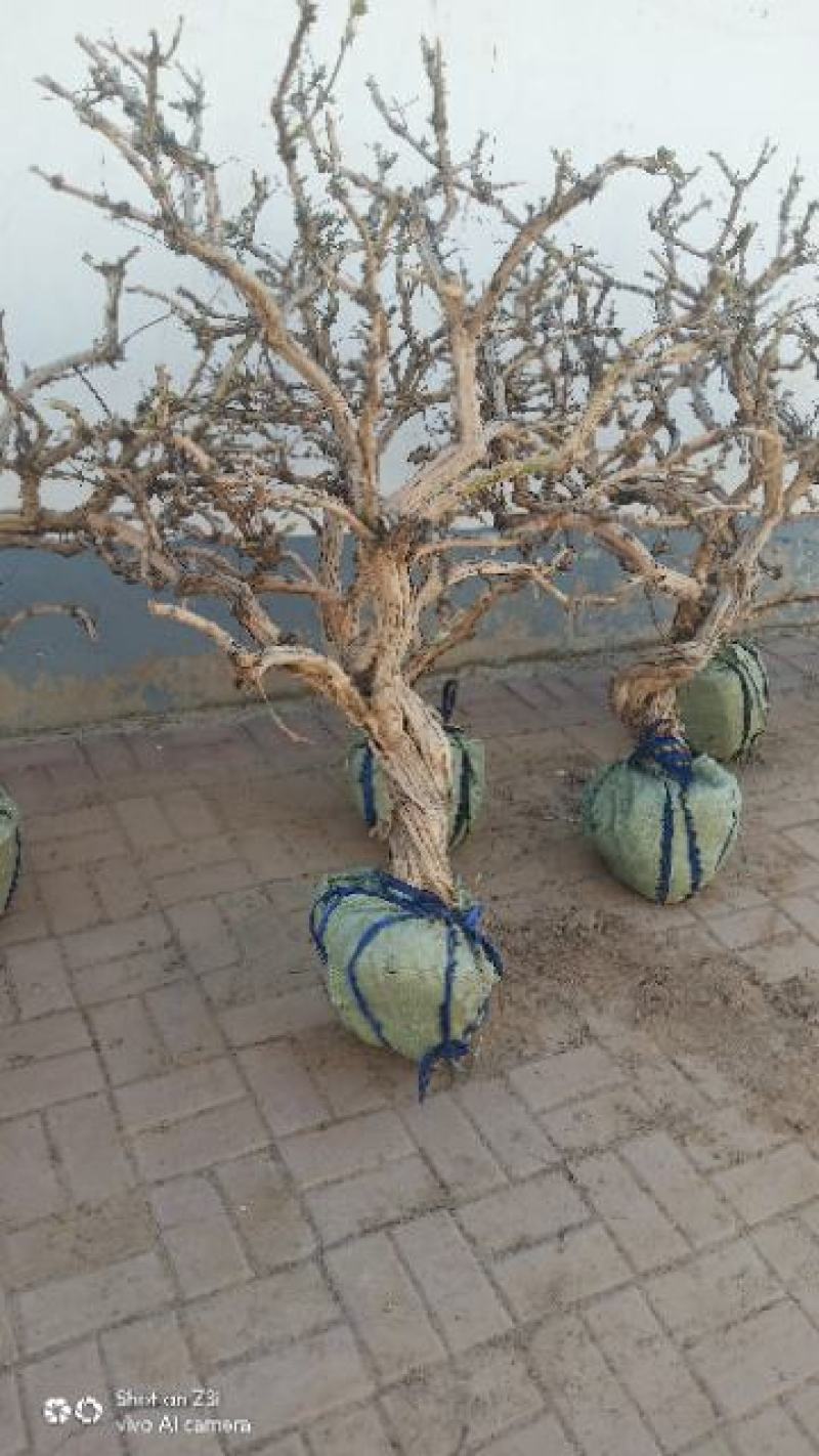 金银花