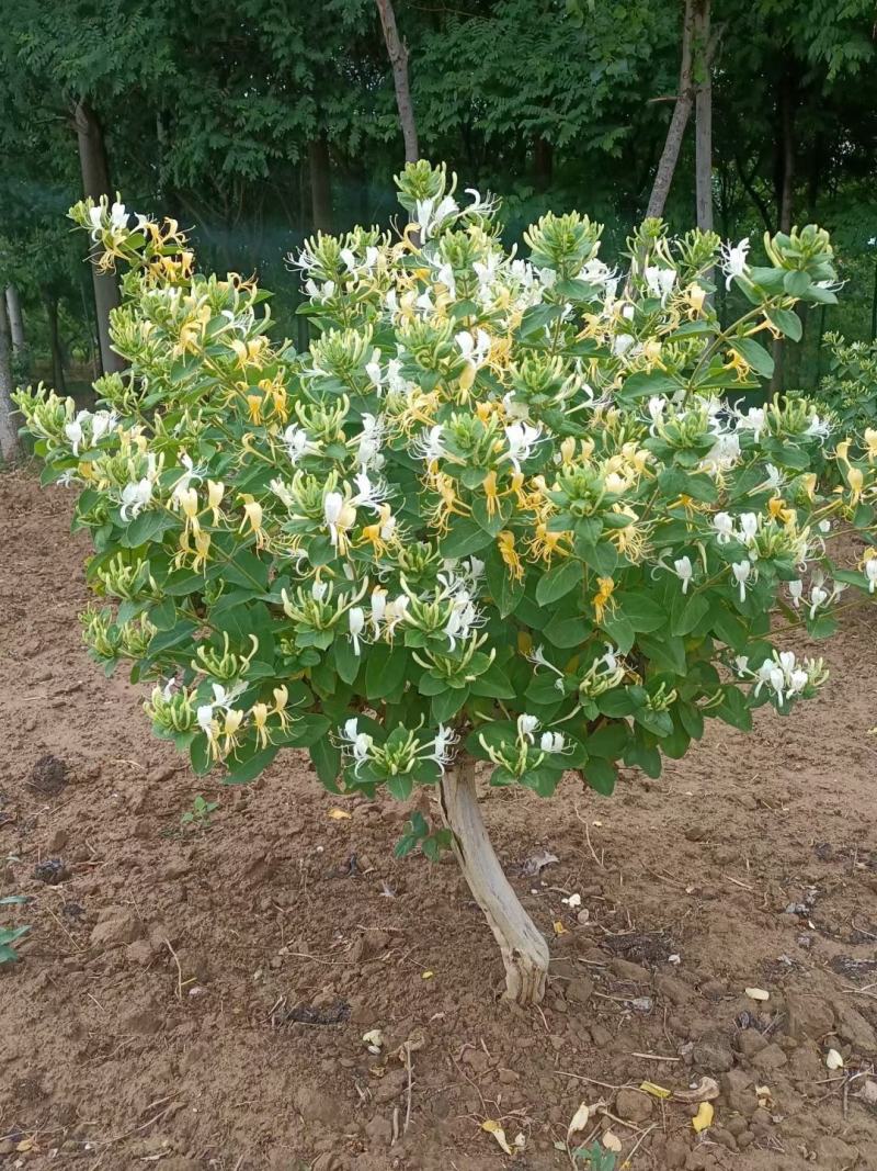 金银花