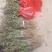 金银花