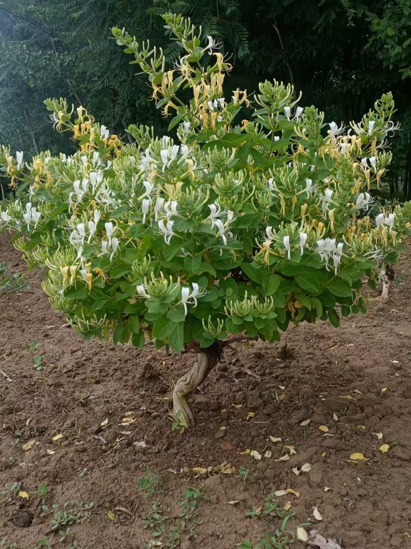 金银花