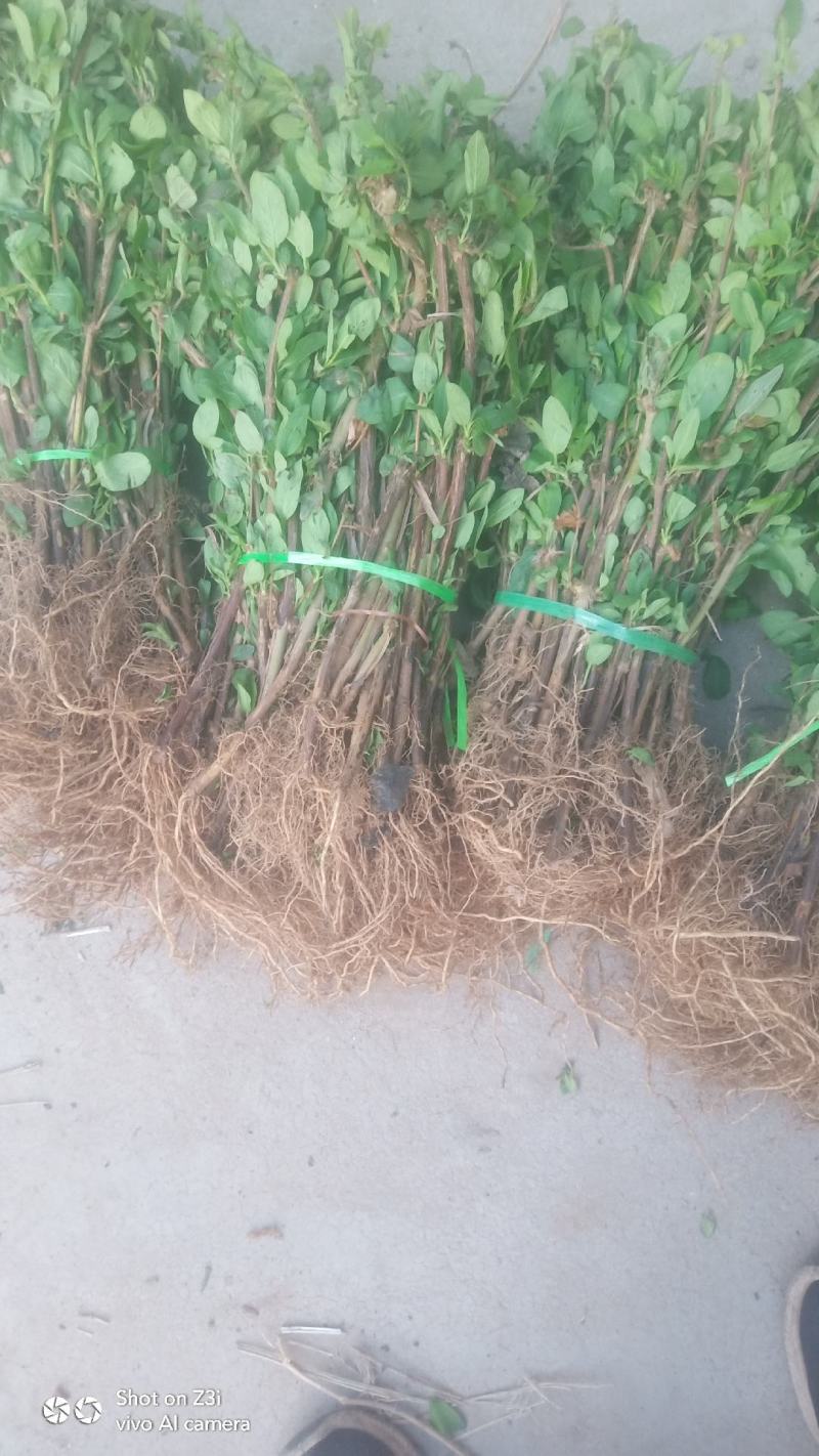 金银花
