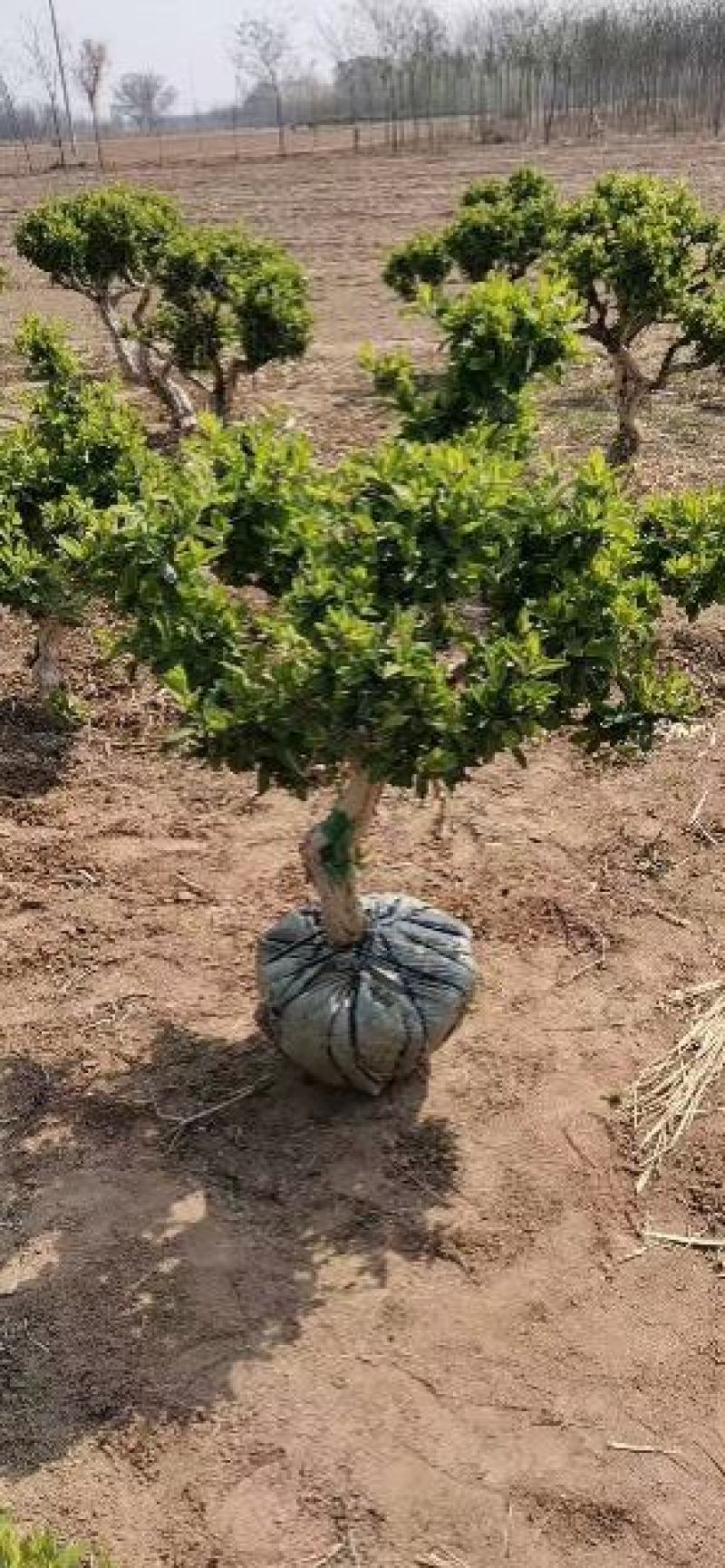 金银花