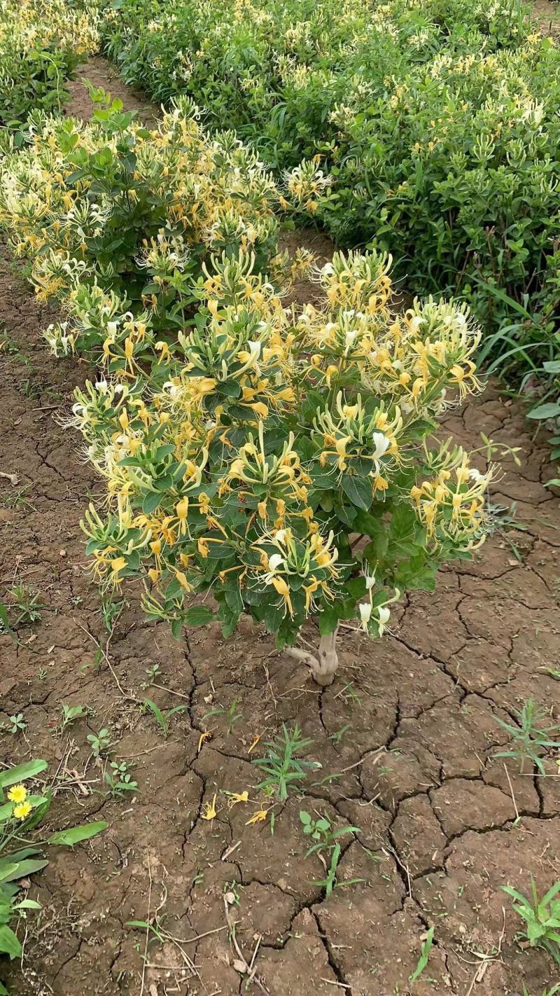 金银花