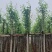 柳树，5分-20分各规格大量现货出售，支持视频看货