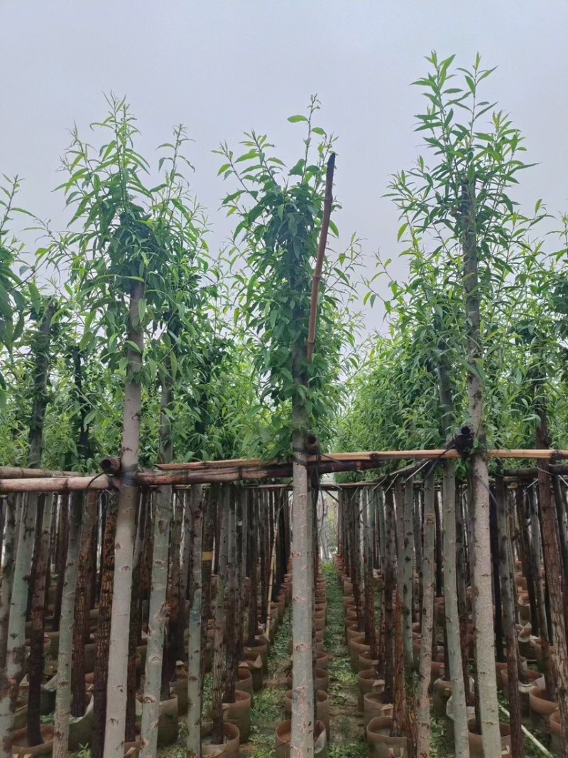 柳树，5分-20分各规格大量现货出售，支持视频看货