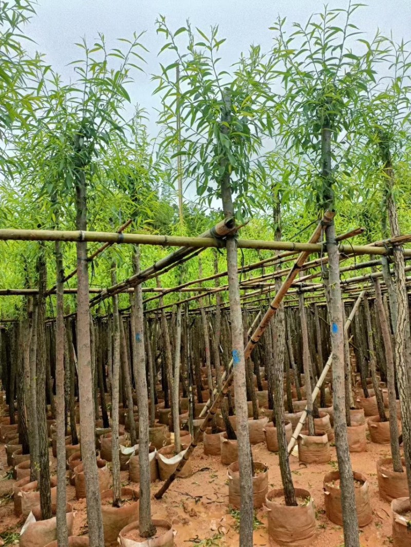 柳树，5分-20分各规格大量现货出售，支持视频看货