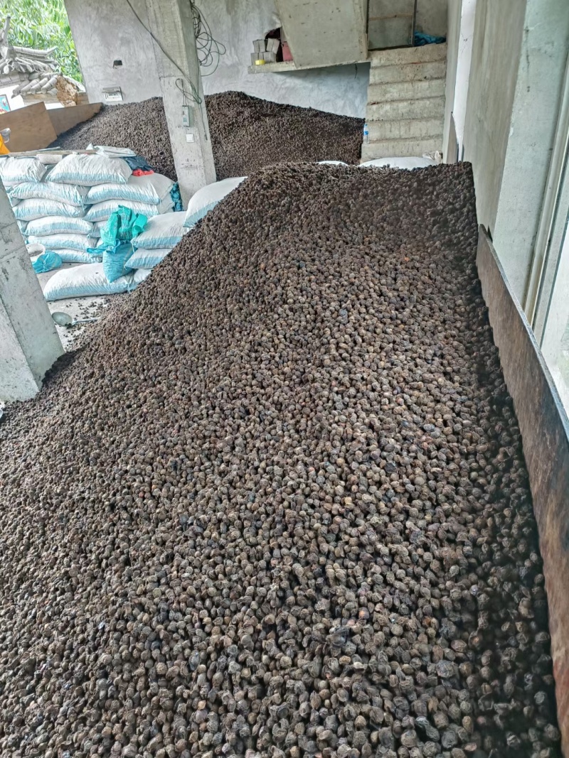 出售优质乌梅100吨