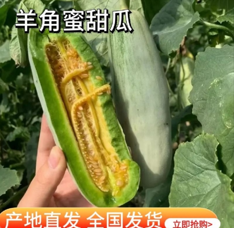 山东甜瓜羊角蜜甜瓜皮薄脆甜口感好一手货源一件代发全国诚信