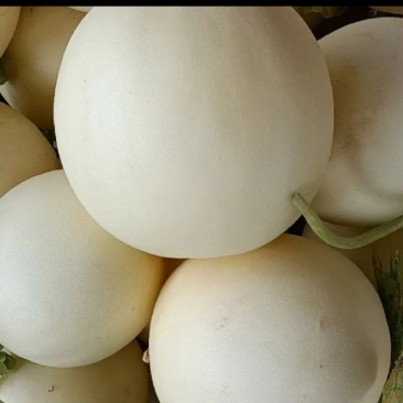 山东菏泽红心脆梨/红玉甜瓜/精品产地直发对接商代发全国
