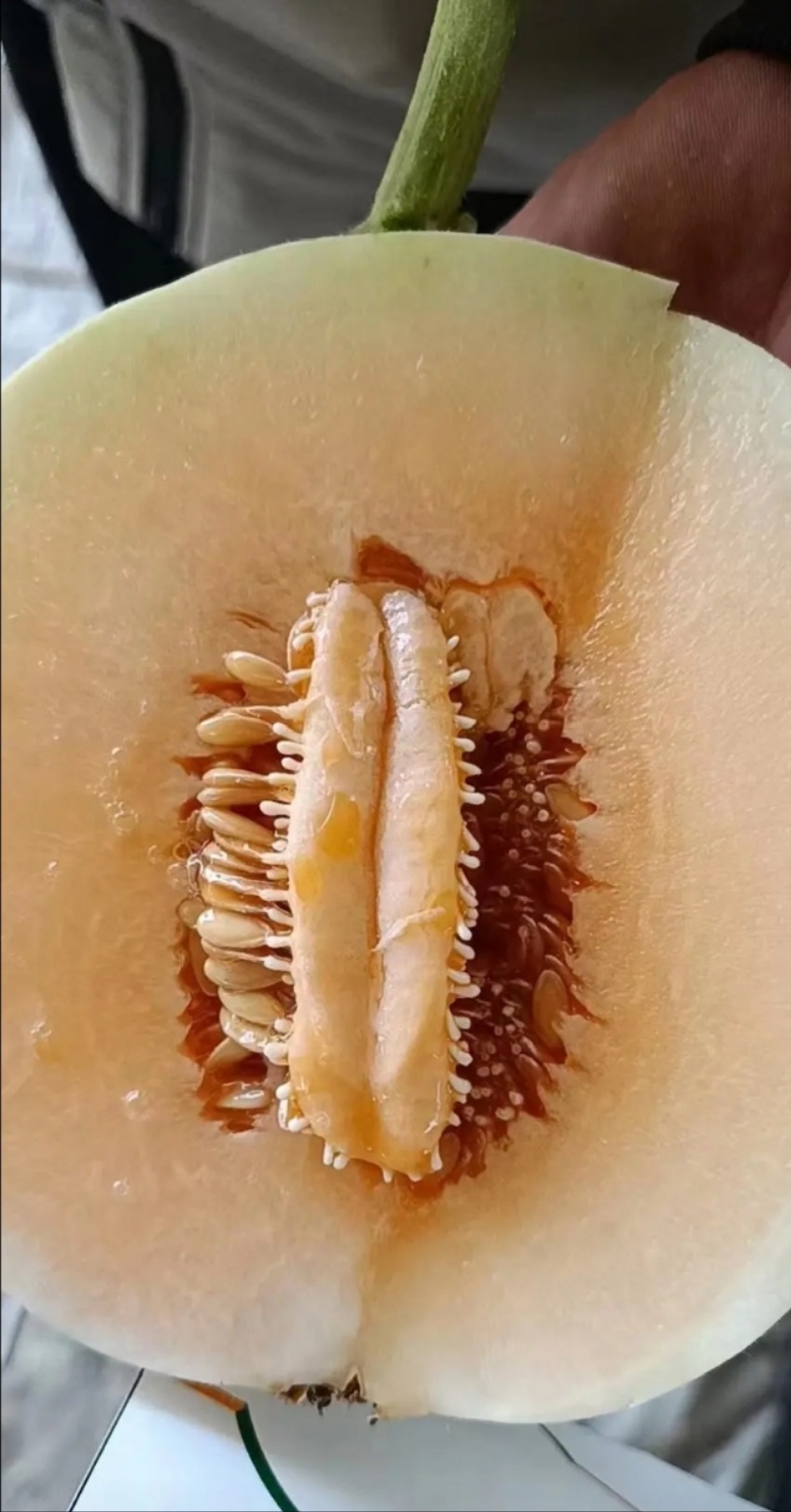 山东菏泽红心脆梨/红玉甜瓜/精品产地直发对接商代发全国
