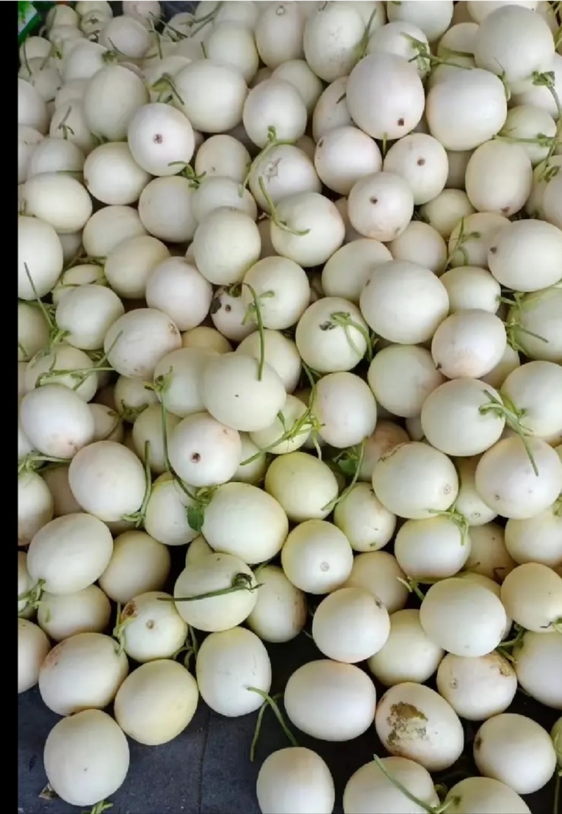 山东菏泽红心脆梨/红玉甜瓜/精品产地直发对接商代发全国