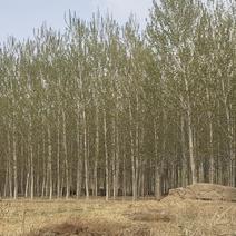 六年杨树，330棵左右，米径14-34公分都有，价格可议