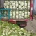 河北白菜黄心白菜大量供应可视频看货欢迎咨询